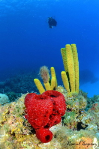 Red, Yellow & Blue by Raoul Caprez 